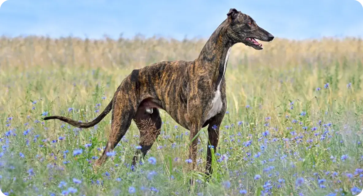 Older Dogs