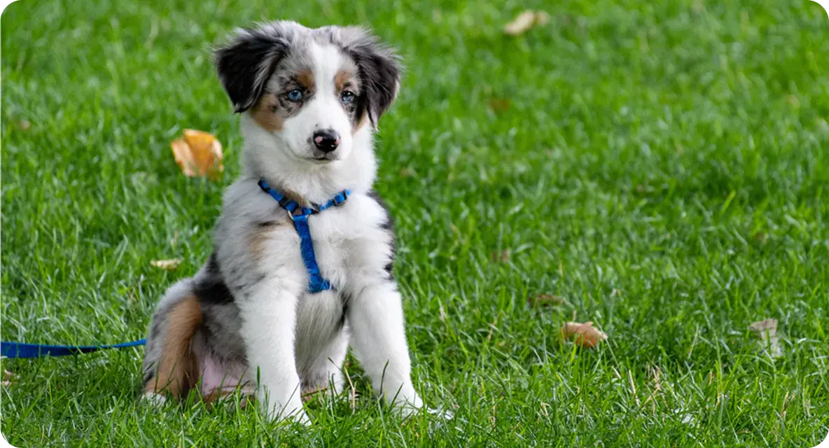 Rescue Dogs