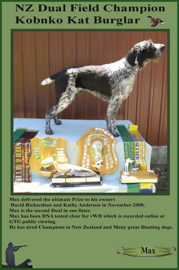 NZ Dual Field Champion Kobnko Kat Burglar