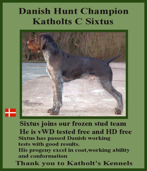 Danish Hunt Champion Katholts C Sixtus