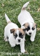Jack Russell Puppies for Sale, Australia - Dogz Online