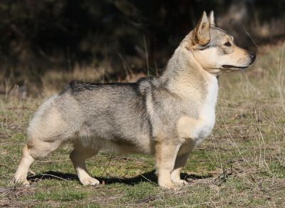 Swedish Vallhund Breed Information - Dogz Online