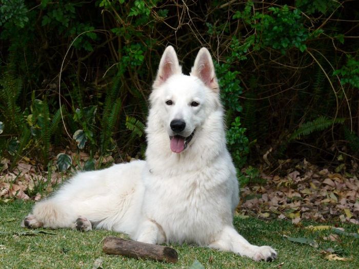 Aust Ch Soverenpark Alluring Juliett Owned by Rosamontana White Swiss