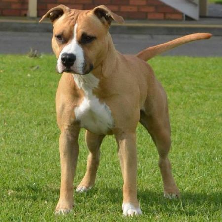 American Staffordshire Terrier Profiles and Pedigrees