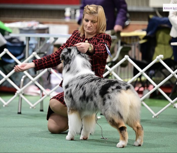 Dogs Victoria Royal Canin Summer Spectacular - Show Manager Results