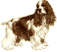 Cocker Spaniel