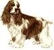 Cocker Spaniel